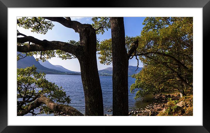  Crummock Water Through The Trees, Lake District,  Framed Mounted Print by Steven Garratt