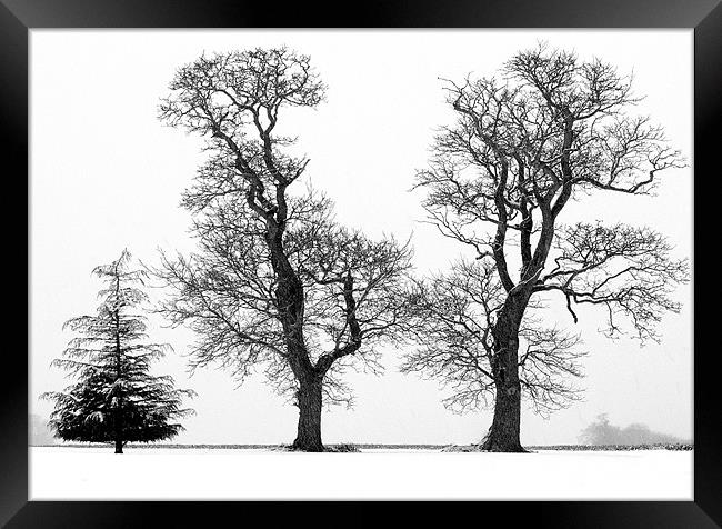 Tree Structure - Three Trees silhouetted  against  Framed Print by john hartley