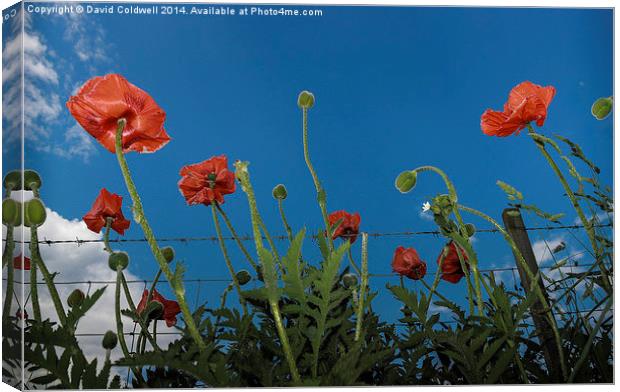  Poppies Canvas Print by David Coldwell