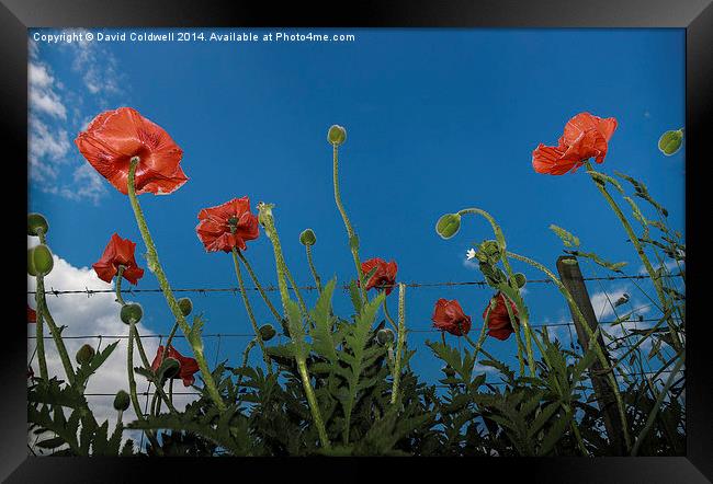  Poppies Framed Print by David Coldwell