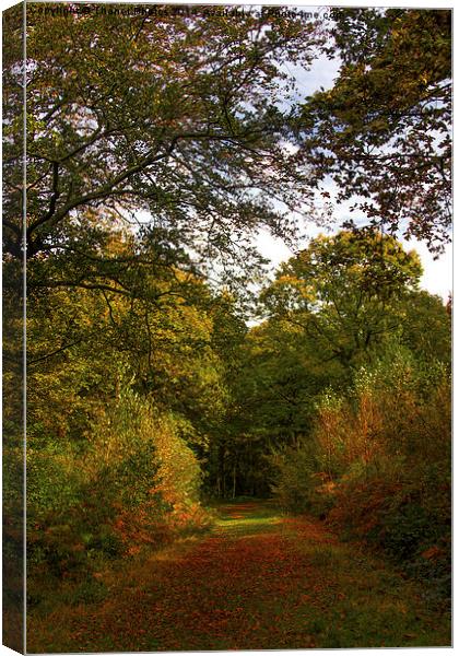  Autumn walk Canvas Print by Thanet Photos
