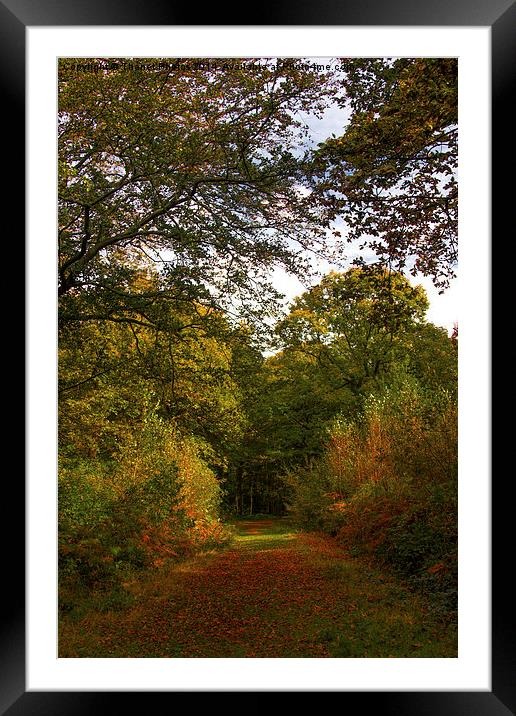  Autumn walk Framed Mounted Print by Thanet Photos