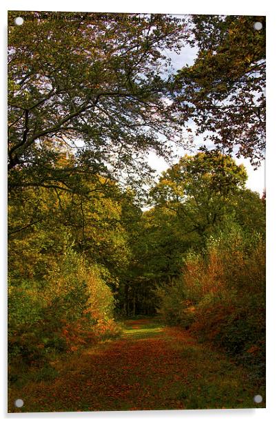  Autumn walk Acrylic by Thanet Photos