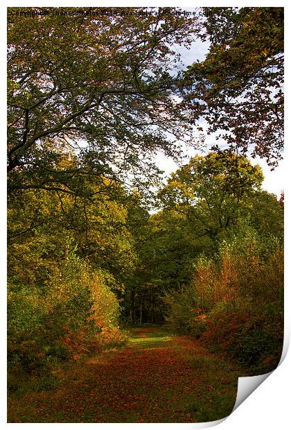  Autumn walk Print by Thanet Photos