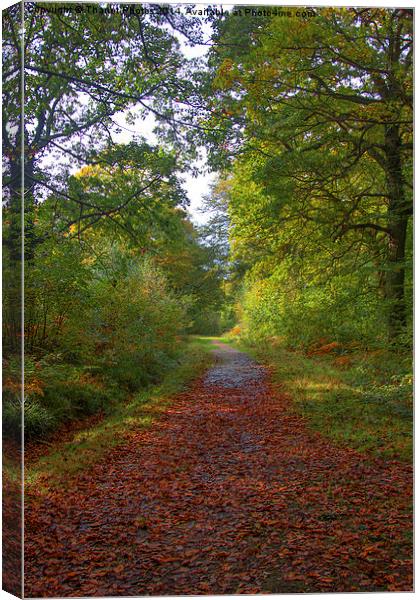  Another Autumn walk Canvas Print by Thanet Photos