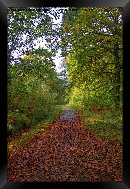  Another Autumn walk Framed Print by Thanet Photos