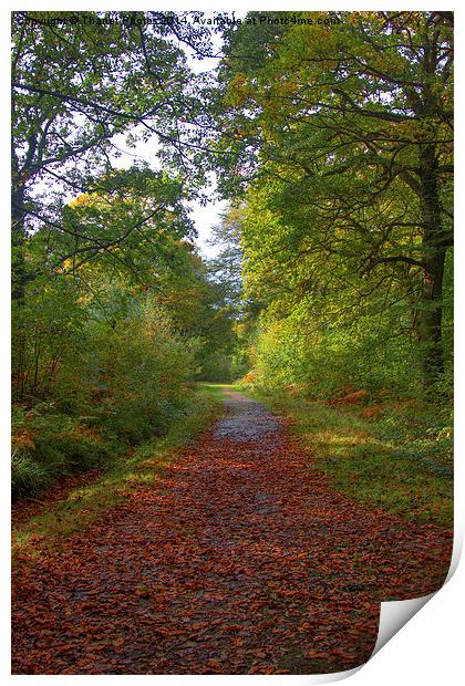  Another Autumn walk Print by Thanet Photos