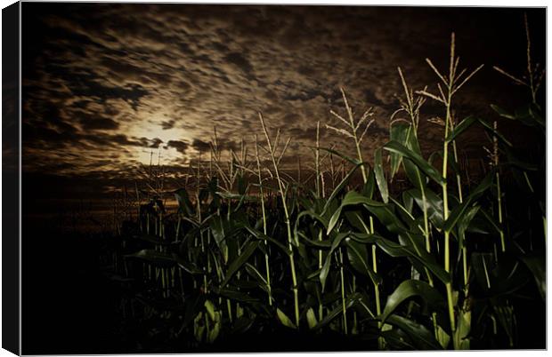 Night Corn Canvas Print by Thomas Seear