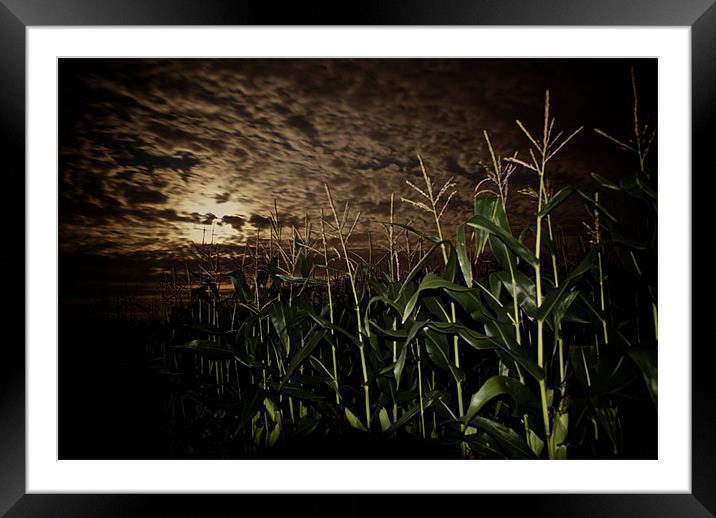 Night Corn Framed Mounted Print by Thomas Seear