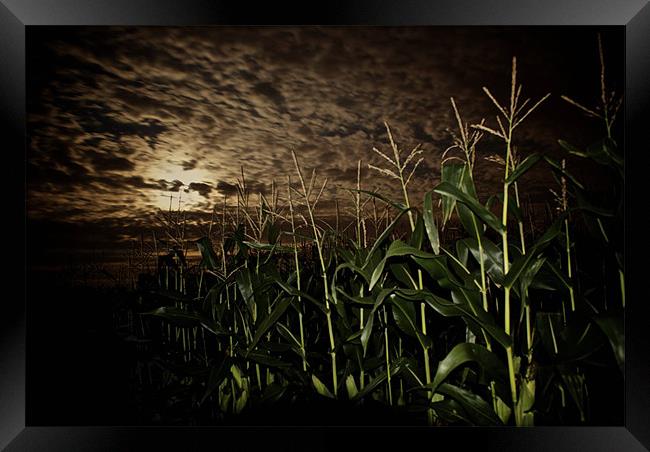 Night Corn Framed Print by Thomas Seear