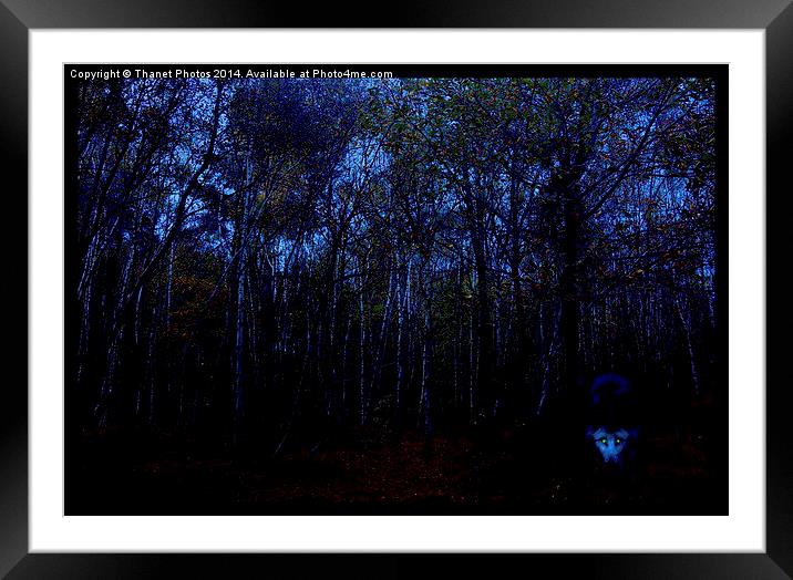  wolf in the woods Framed Mounted Print by Thanet Photos