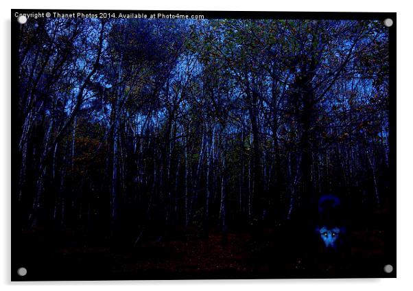  wolf in the woods Acrylic by Thanet Photos