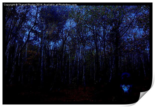  wolf in the woods Print by Thanet Photos