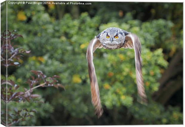 Owl In Flight. Canvas Print by Paul Wright