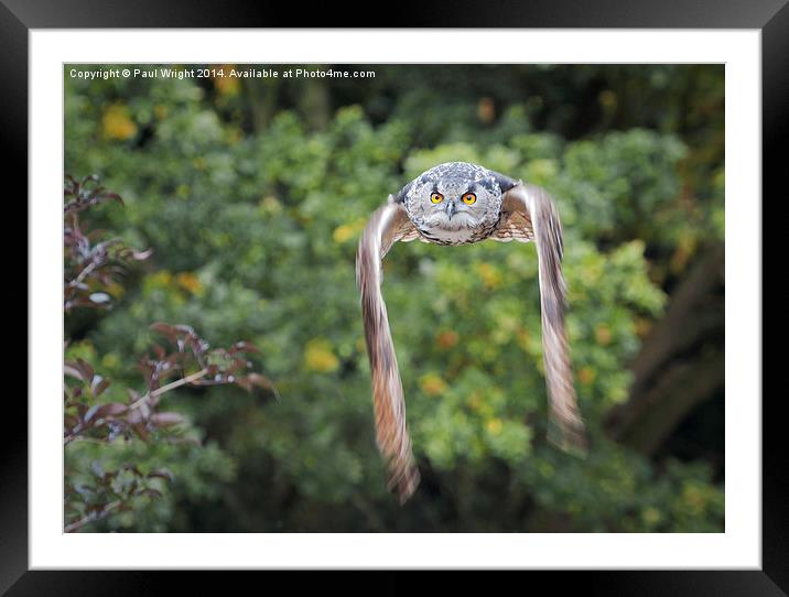 Owl In Flight. Framed Mounted Print by Paul Wright
