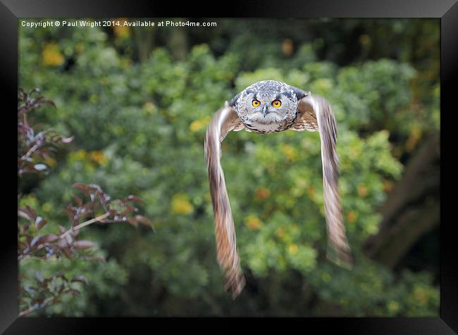 Owl In Flight. Framed Print by Paul Wright