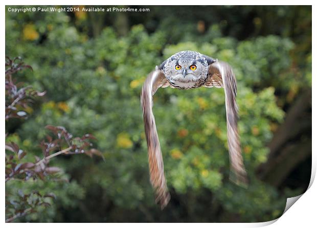 Owl In Flight. Print by Paul Wright