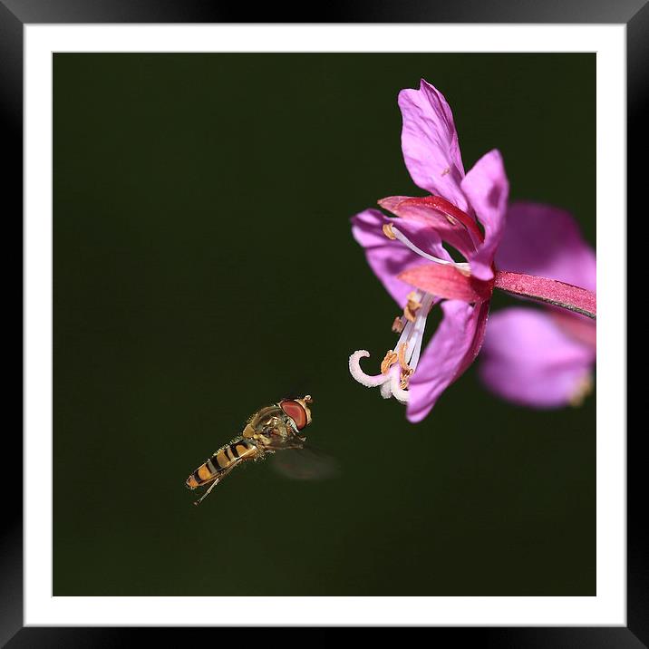 Hoverfly in flight Framed Mounted Print by Maria Gaellman