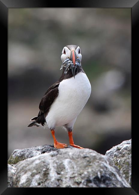 Atlantic Puffin with Sand eels on a Rock Framed Print by Maria Gaellman