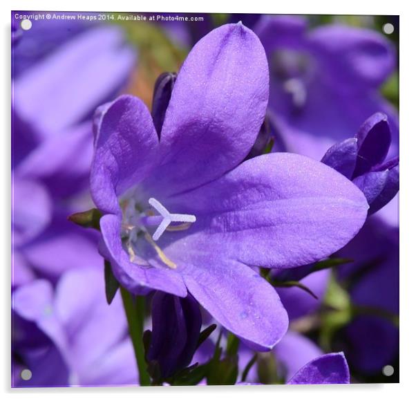  Purple flower Acrylic by Andrew Heaps