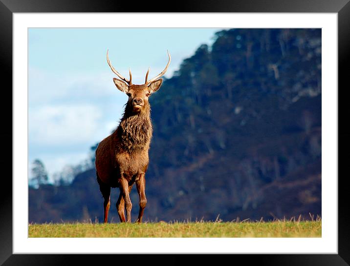  Red deer stag Framed Mounted Print by Macrae Images