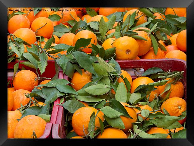  Spanish Oranges Framed Print by Robert Murray