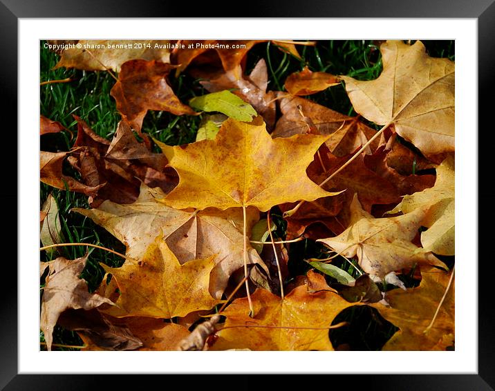  Autumn Framed Mounted Print by sharon bennett