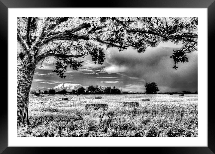 The Field Beyond The Tree Framed Mounted Print by David Pyatt