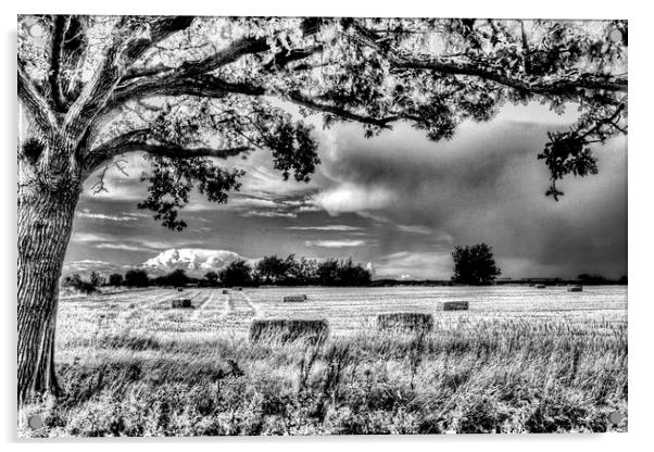 The Field Beyond The Tree Acrylic by David Pyatt