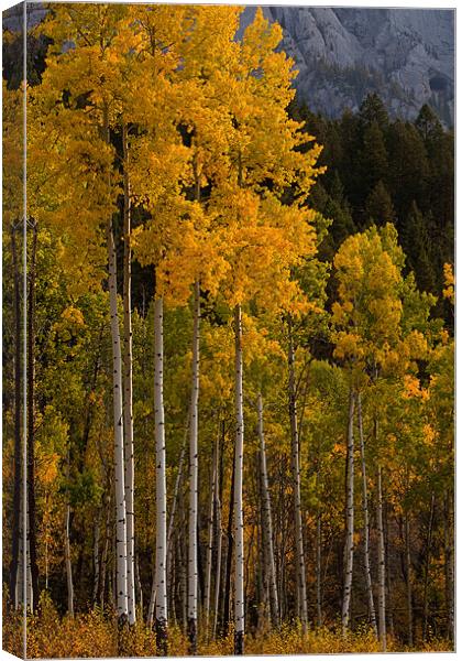 Fall colors Canvas Print by Thomas Schaeffer