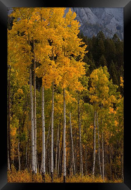 Fall colors Framed Print by Thomas Schaeffer