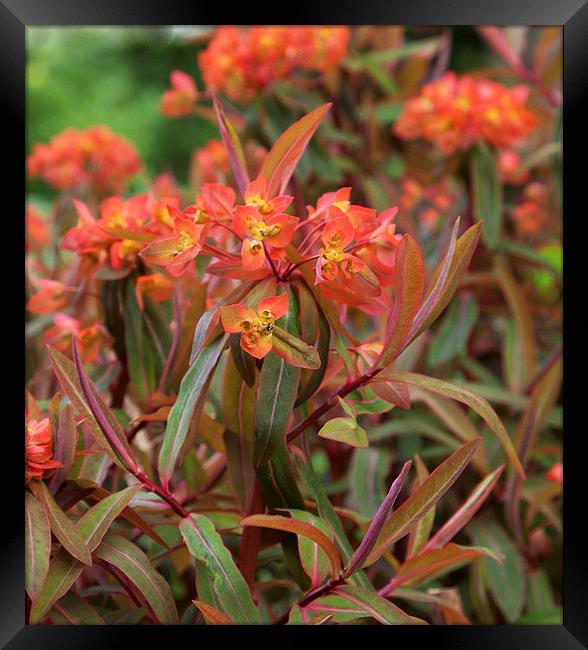  Bright Euphorbia Framed Print by Stephen Prosser