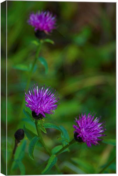  Beauty in the wild -Common Knapweed Canvas Print by Angela Rowlands