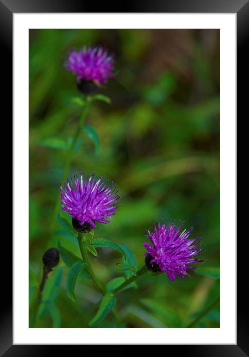  Beauty in the wild -Common Knapweed Framed Mounted Print by Angela Rowlands
