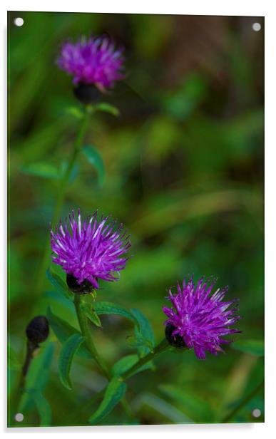  Beauty in the wild -Common Knapweed Acrylic by Angela Rowlands