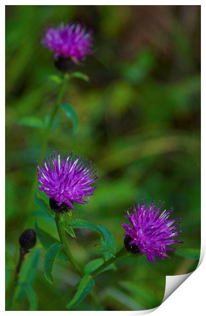  Beauty in the wild -Common Knapweed Print by Angela Rowlands