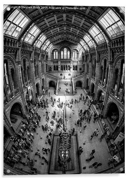 Natural History Museum, London Acrylic by Stephen Birch