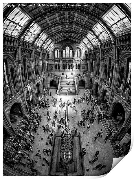 Natural History Museum, London Print by Stephen Birch