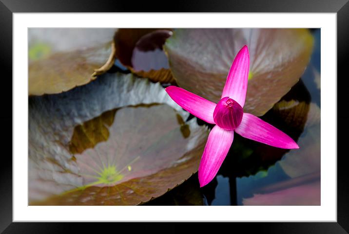  Water Lilly Framed Mounted Print by Dave Rowlands