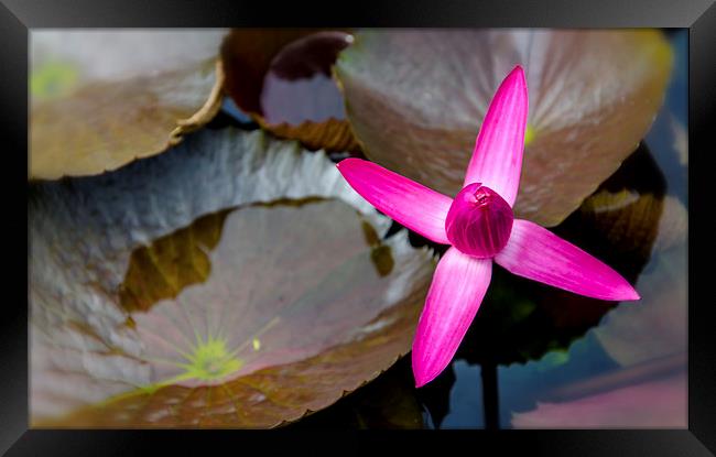 Water Lilly Framed Print by Dave Rowlands