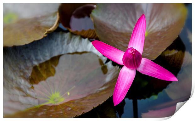  Water Lilly Print by Dave Rowlands