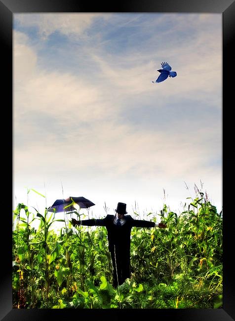 A human scarecrow in the corn  Framed Print by Mal Bray