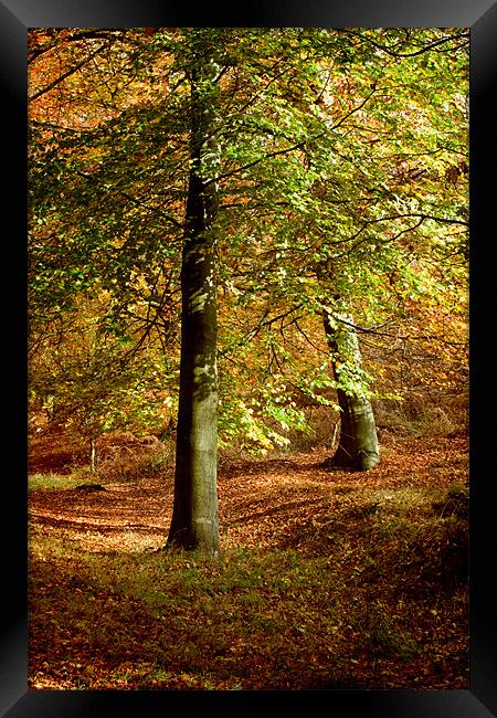 Autumn Framed Print by Ann Garrett