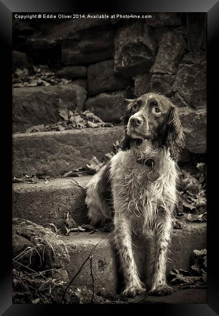  Jess of The Dene Framed Print by Eddie Oliver