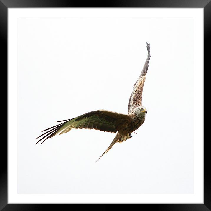 Red Kite in flight Framed Mounted Print by Maria Gaellman