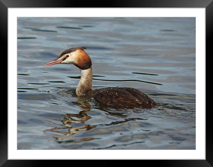 Great Crested Grebe Framed Mounted Print by Maria Gaellman