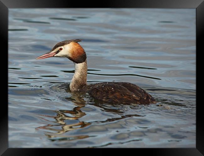Great Crested Grebe Framed Print by Maria Gaellman