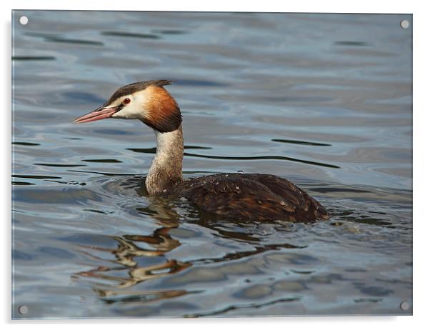 Great Crested Grebe Acrylic by Maria Gaellman