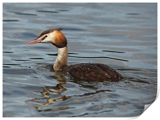 Great Crested Grebe Print by Maria Gaellman