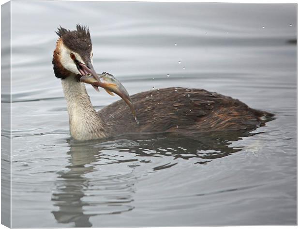 Great Crested Grebe with a Perch Canvas Print by Maria Gaellman